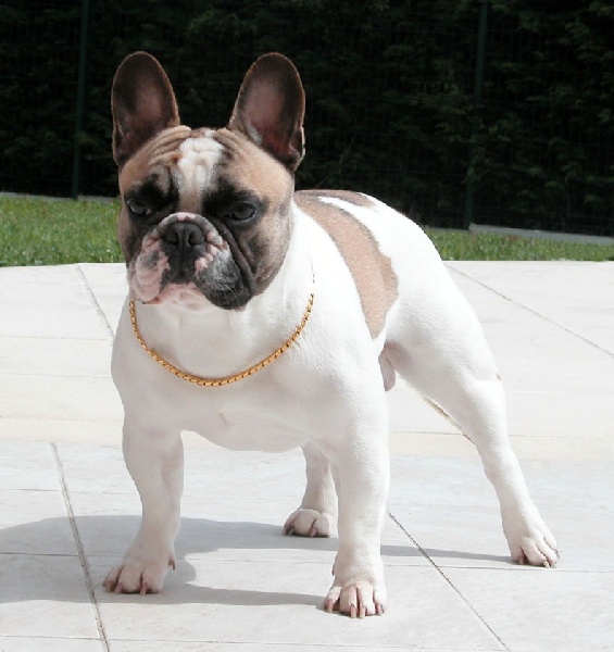 CH. Balthazar valentin Cazador del Pampa