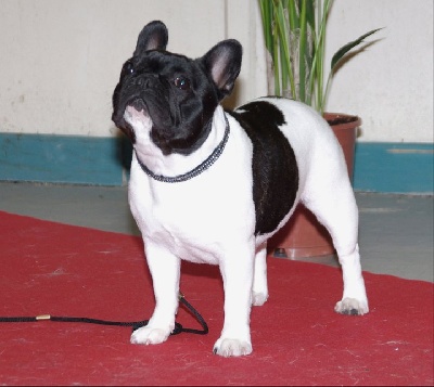 du Golden Child - CACIB DE LIMOGES