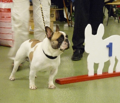 du Golden Child - BALTHAZAR CHAMPION DE FRANCE