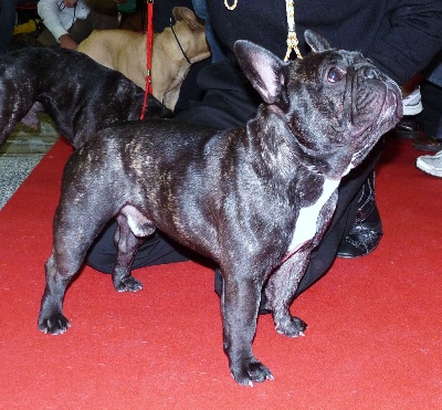 du Golden Child - NOUVEAU CHAMPION, FILS DE BALTHAZAR