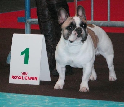 du Golden Child - BALTHAZAR CHAMPION DE SUISSE