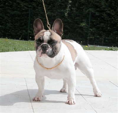 du Golden Child - CACS CACIB SPECIALE DE RACE DE TOULOUSE