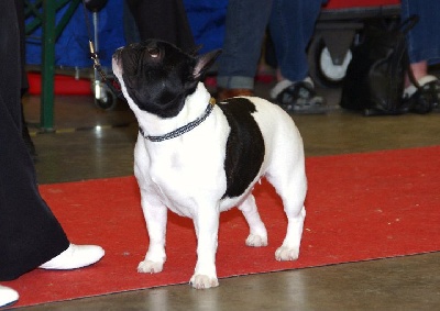du Golden Child - CACIB DE FRIGOURG 2011