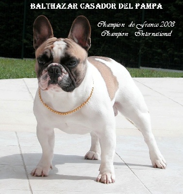 du Golden Child - CHAMPION INTERNATIONAL