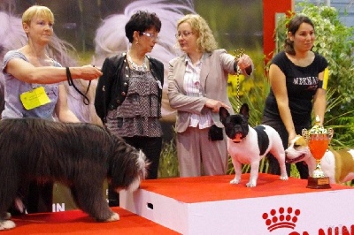 du Golden Child - MEILLEUR PUPPY DE L'EXPOSITION