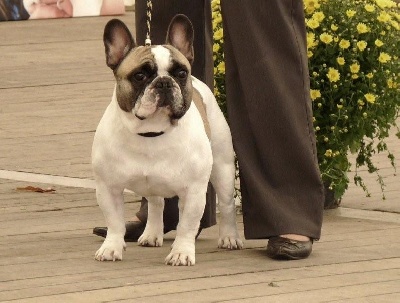 du Golden Child - BALTHAZAR CHAMPION DE LUXEMBOURG