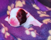 IDYLLE HILARY LOUISE DU GOLDEN CHILD