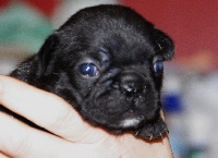 ILOUMA LOUISE MARIE DU GOLDEN CHILD