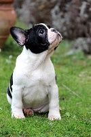 INFANTE ROYALE Louise Marie du Golden Child 